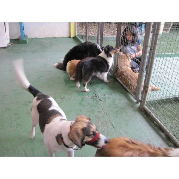 Adestrador para Cachorros em Embu das Artes - Adestrador de Cães Preço