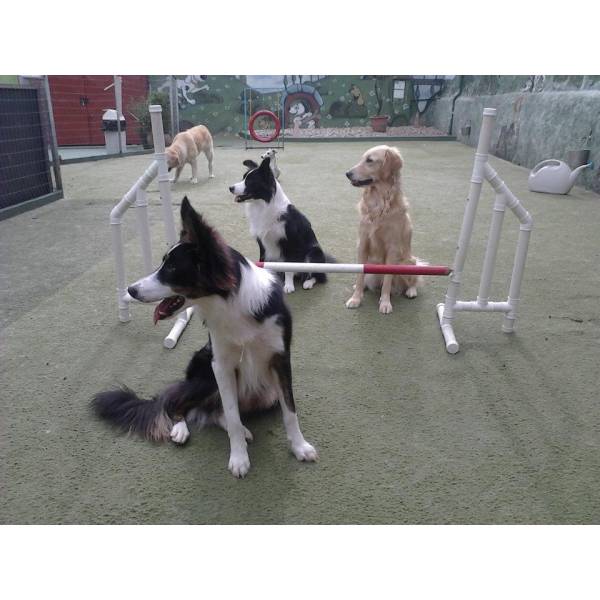 Empresa de Adestrador para Cães no Morumbi - Serviço de Adestrador de Cachorro