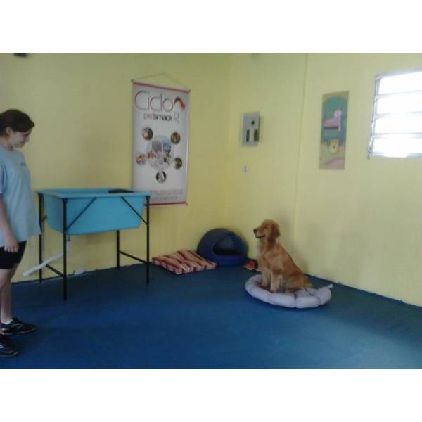 Onde Achar Adestrador para Cachorros no Itaim Bibi - Adestrador de Cães em SP