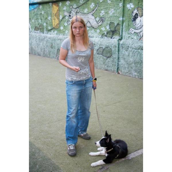 Preço de Adestrador para Cachorro no Campo Limpo - Adestrador de Cães na Berrini