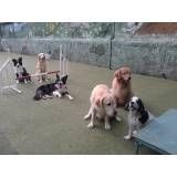 Valores de adestrador para cães em Osasco