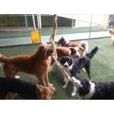 Valores de Daycare canino em Cajamar