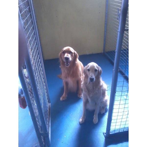 Valores de Adestradores de Cachorro no Jardim Bonfiglioli - Adestradores de Cães